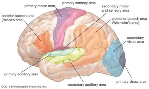 brain areas important for epilepsy